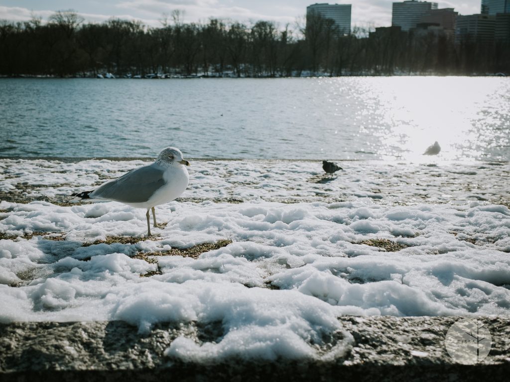 DC Photographer